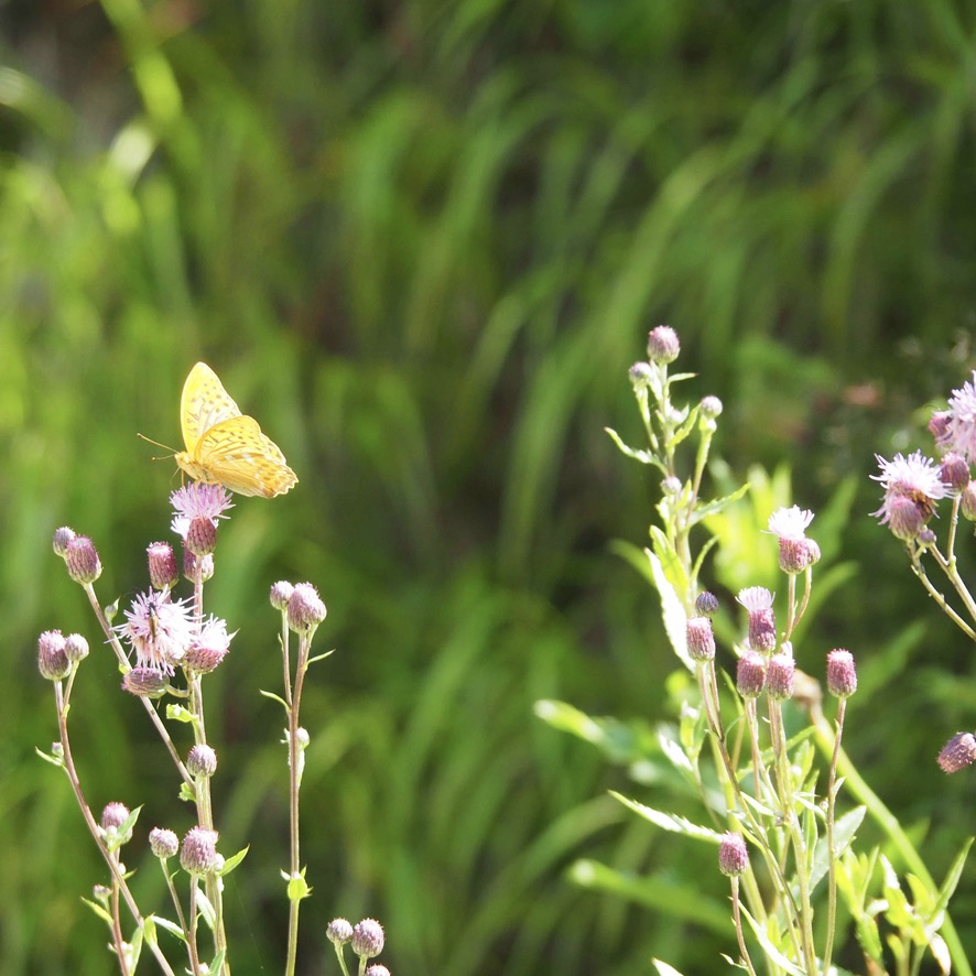 a butterfly